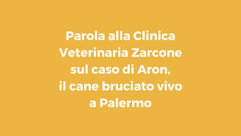 Parola alla Clinica Veterinaria Zarcone sul caso di Aron, il cane bruciato vivo a Palermo