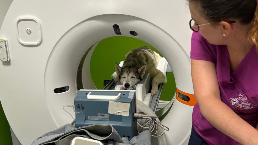 Nuova TC a 16 strati all’Ospedale degli animali di Ferrara: investiamo nella tecnologia per offrire servizi di alto livello