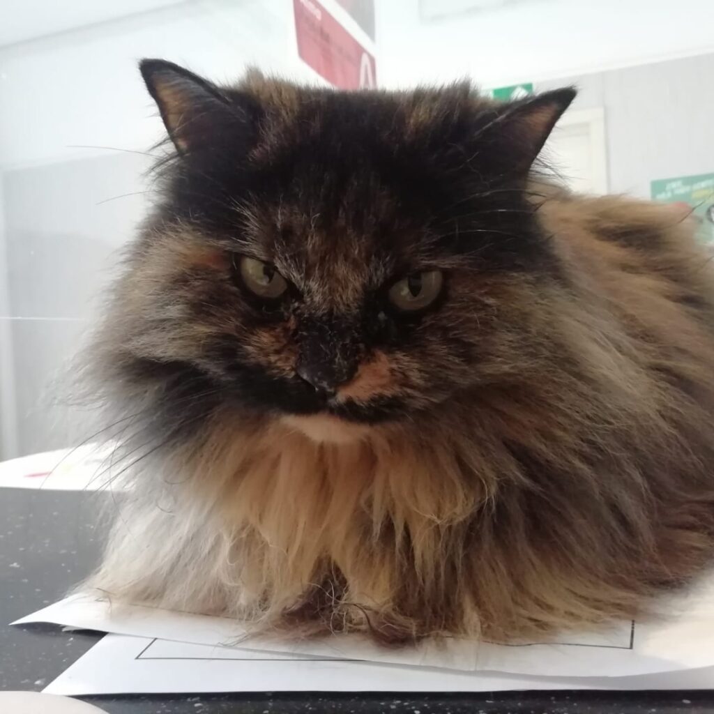 Una mascotte in corsia: Appia della Clinica Veterinaria Appia 24 ore