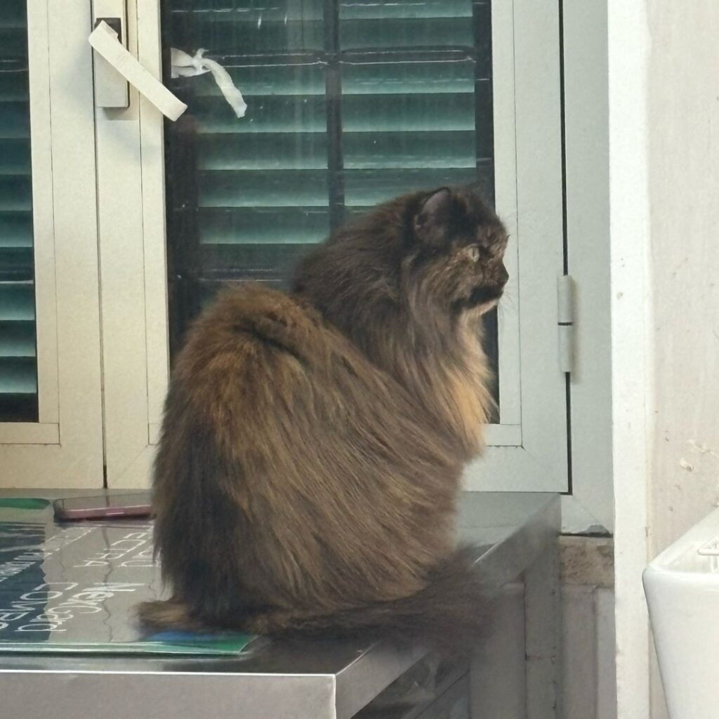 Una mascotte in corsia: Appia della Clinica Veterinaria Appia 24 ore