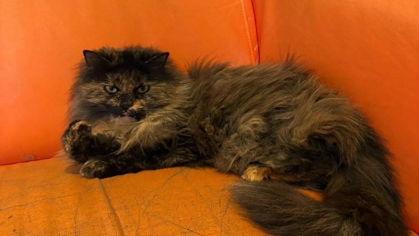Una mascotte in corsia: la storia di Appia della Clinica Veterinaria Appia 24ore Una mascotte in corsia: la storia di Appia della Clinica Veterinaria Appia 24ore