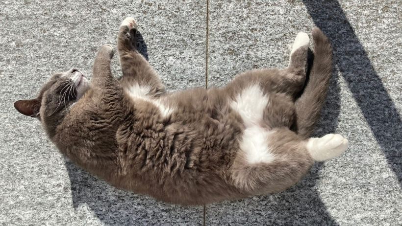 Una mascotte in corsia: la storia di Pantofola dell’Ambulatorio Veterinario San Pietro di Biella