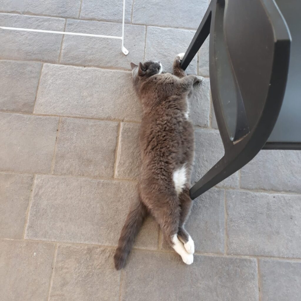 Una mascotte in corsia: Pantofola dell'Ambulatorio Veterinario San Pietro di Biella