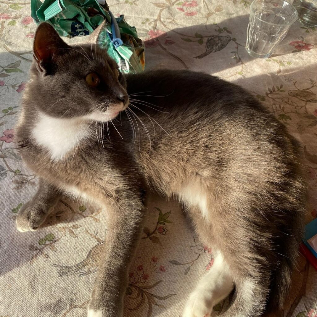 Una mascotte in corsia: Pantofola dell'Ambulatorio Veterinario San Pietro di Biella