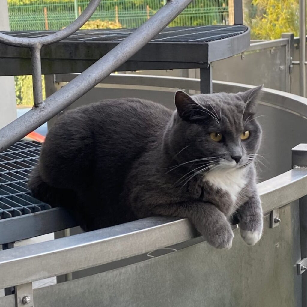 Una mascotte in corsia: Pantofola dell'Ambulatorio Veterinario San Pietro di Biella