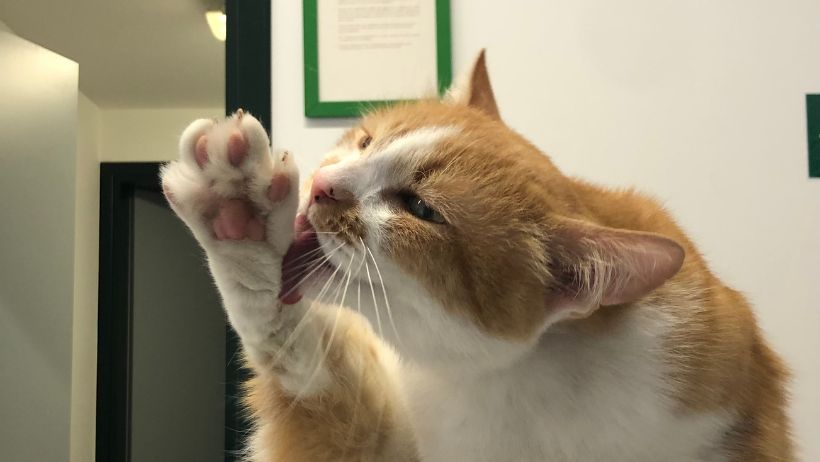 Una mascotte in corsia: la storia di Finferlo de La Clinica degli Animali di Codroipo