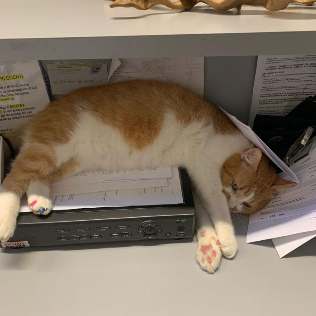 Una mascotte in corsia: Finferlo de La Clinica degli Animali di Codroipo