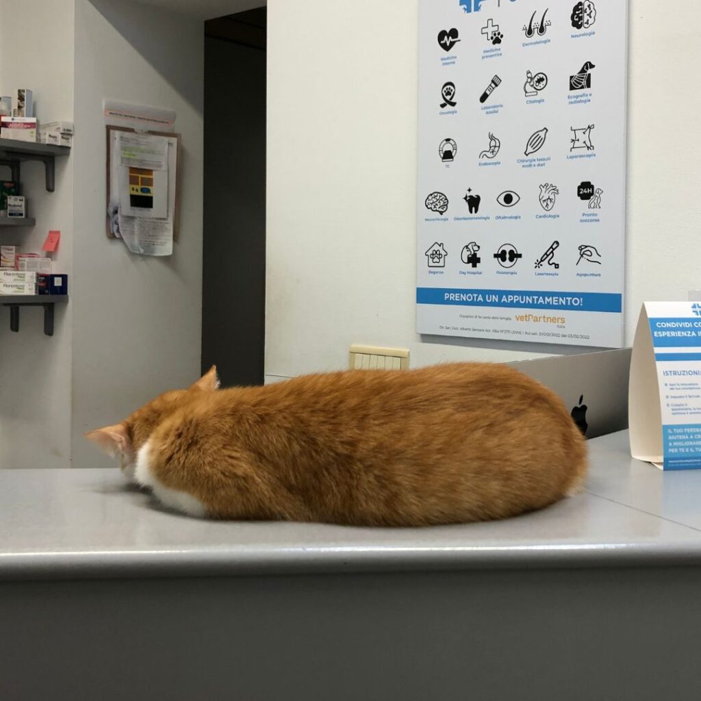 Una mascotte in corsia: Finferlo de La Clinica degli Animali di Codroipo