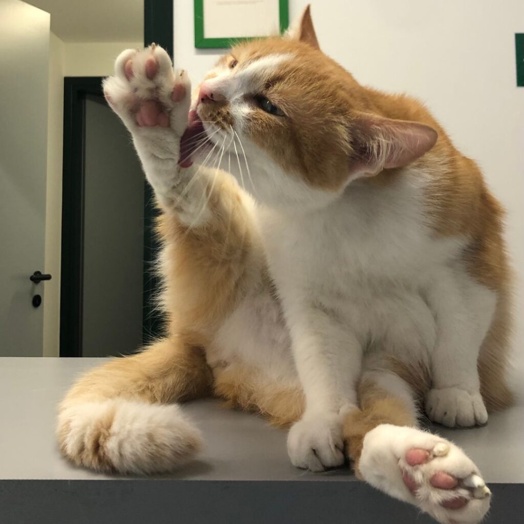 Una mascotte in corsia: Finferlo de La Clinica degli Animali di Codroipo