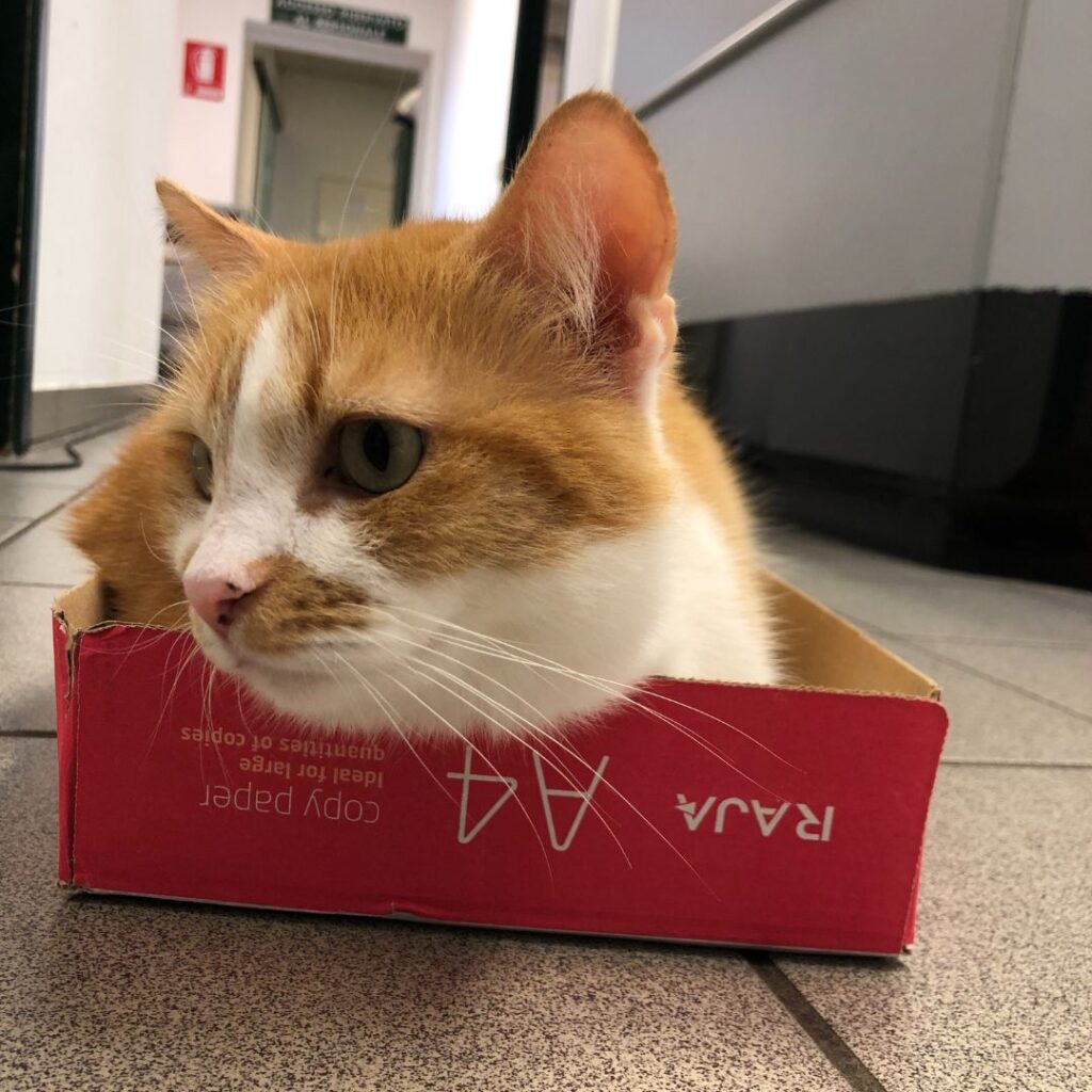 Una mascotte in corsia: Finferlo de La Clinica degli Animali di Codroipo