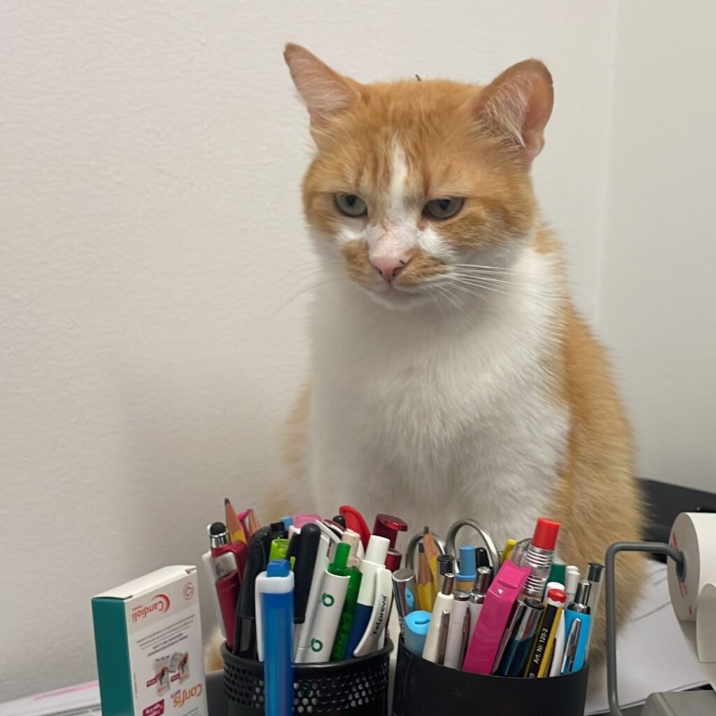 Una mascotte in corsia: Finferlo de La Clinica degli Animali di Codroipo