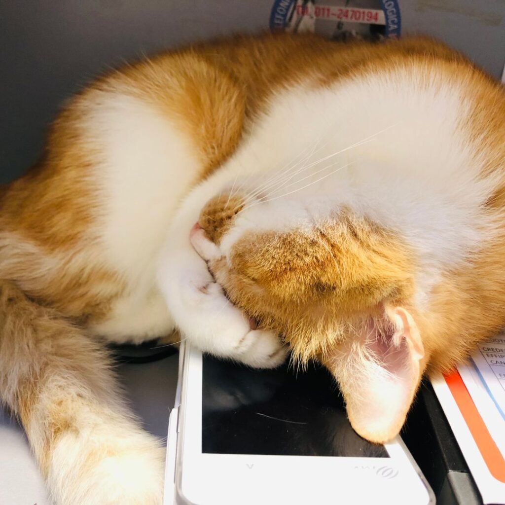 Una mascotte in corsia: Finferlo de La Clinica degli Animali di Codroipo