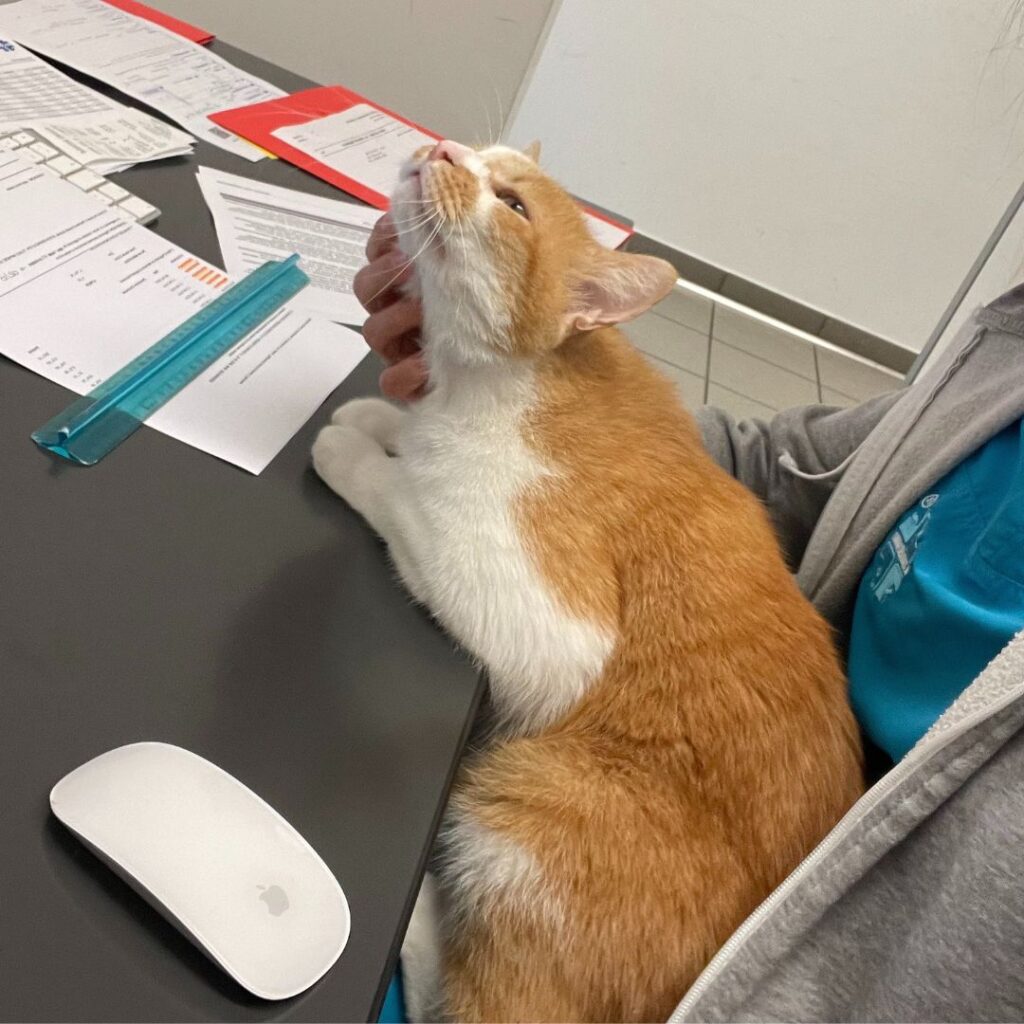 Una mascotte in corsia: Finferlo de La Clinica degli Animali di Codroipo