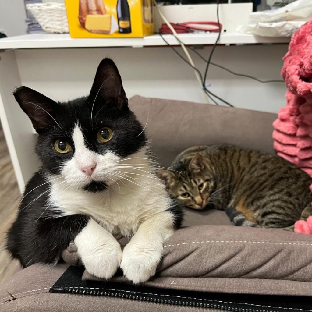 Una mascotte in corsia: la storia di Amir e Romeo