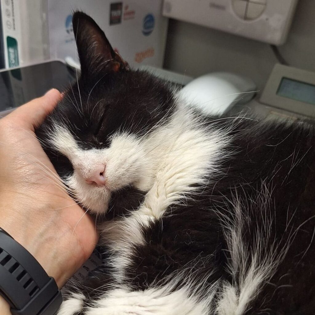 Una mascotte in corsia: la storia di Amir e Romeo