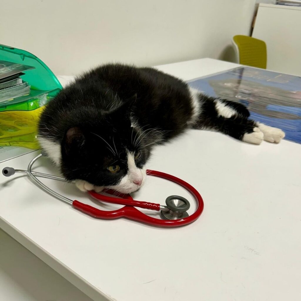 Una mascotte in corsia: la storia di Amir e Romeo