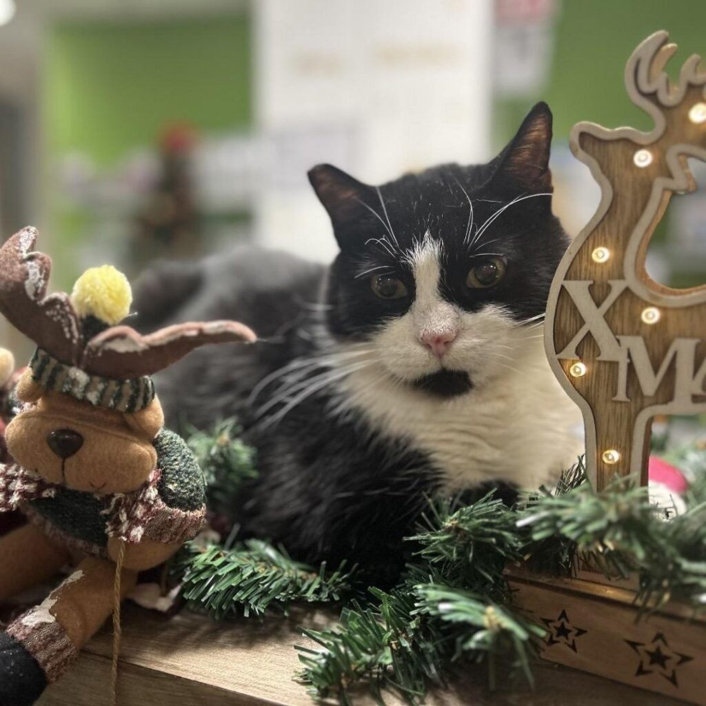 Una mascotte in corsia: la storia di Amir e Romeo