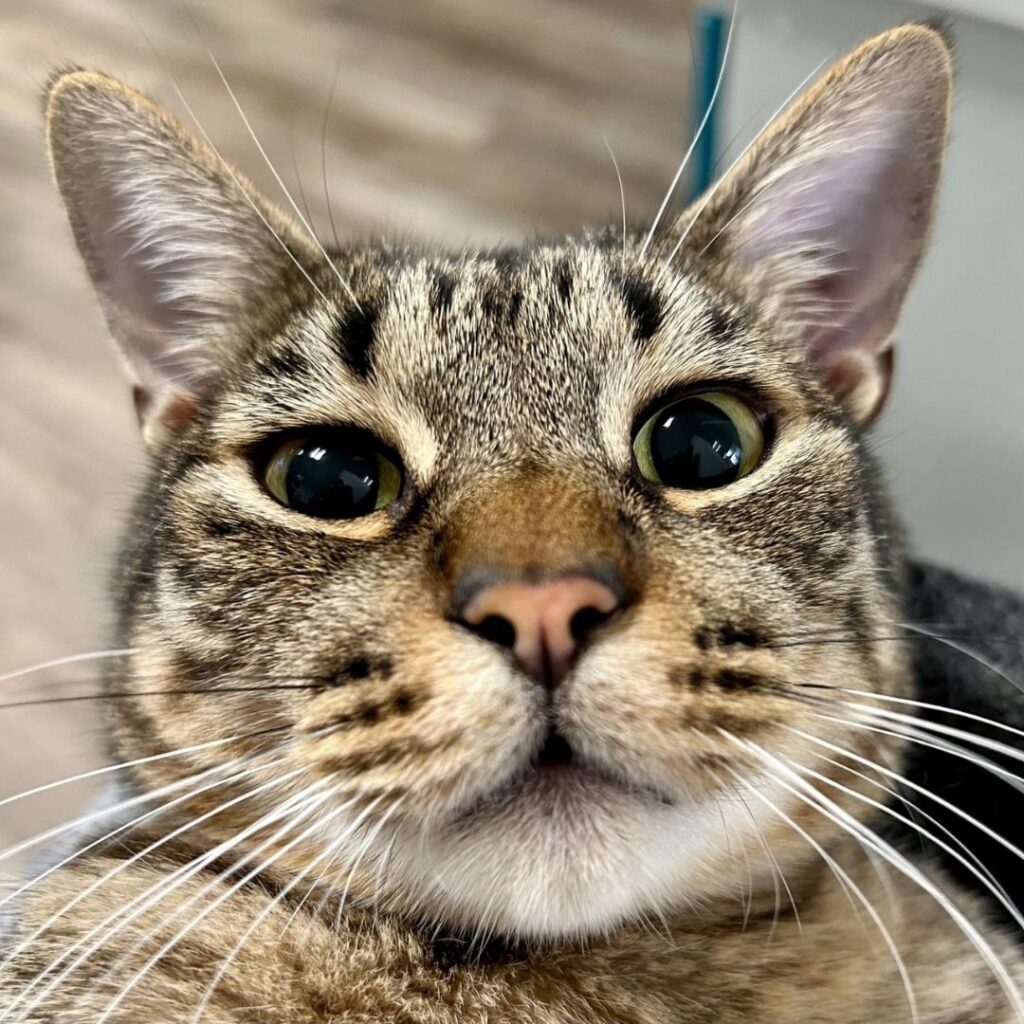 Una mascotte in corsia: la storia di Amir e Romeo