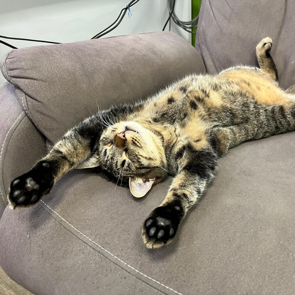 Una mascotte in corsia: la storia di Amir e Romeo