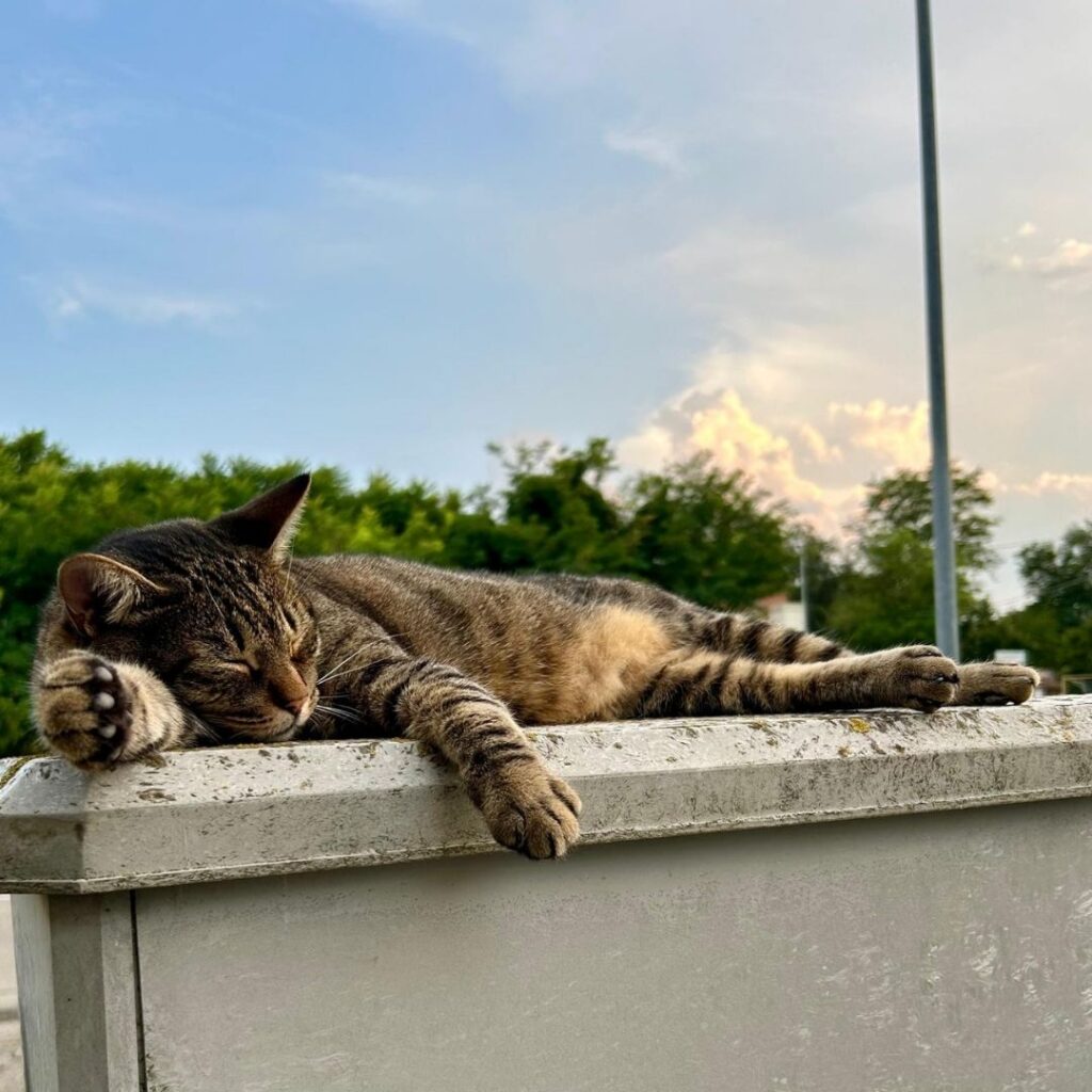 Una mascotte in corsia: la storia di Amir e Romeo