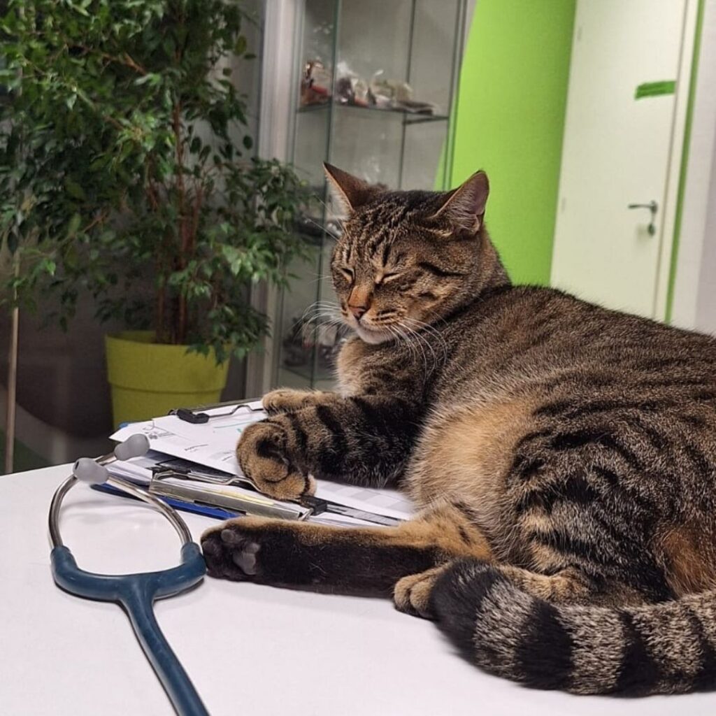 Una mascotte in corsia: la storia di Amir e Romeo