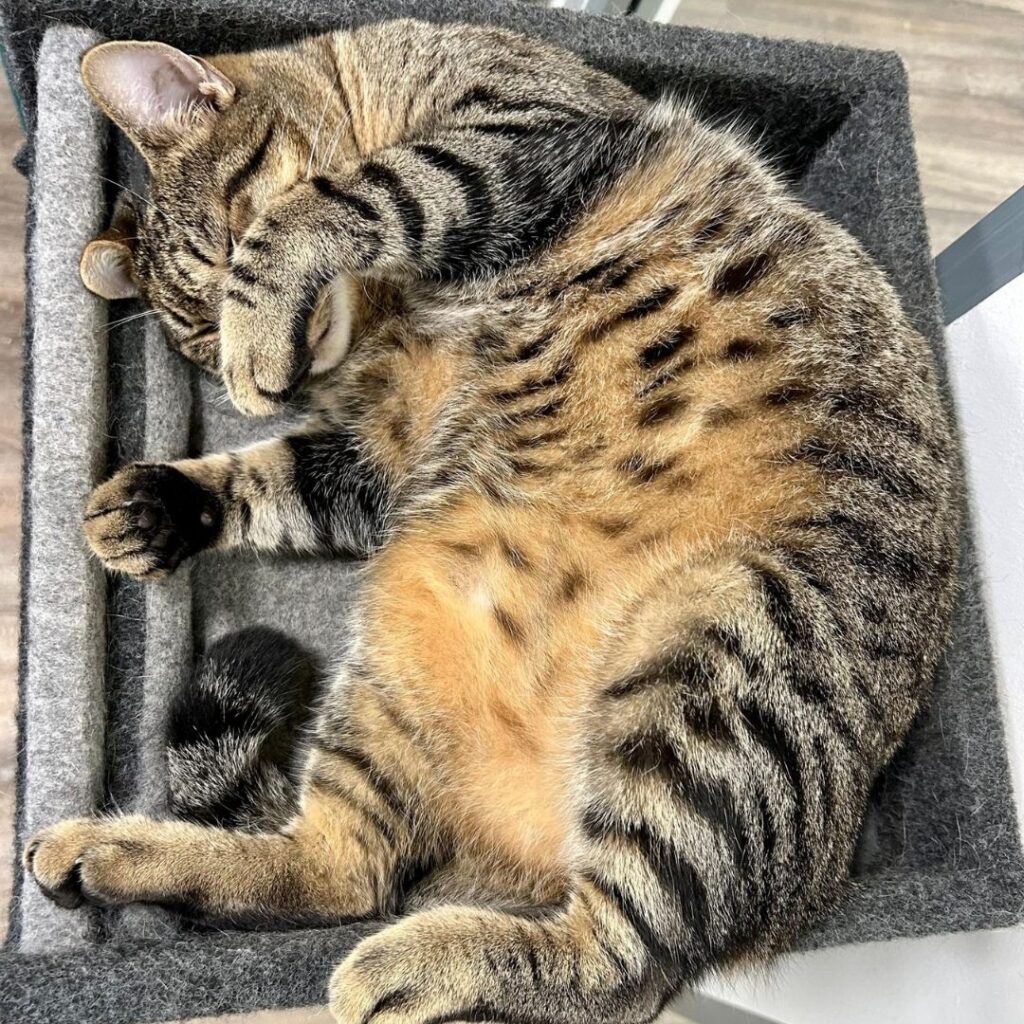 Una mascotte in corsia: la storia di Amir e Romeo