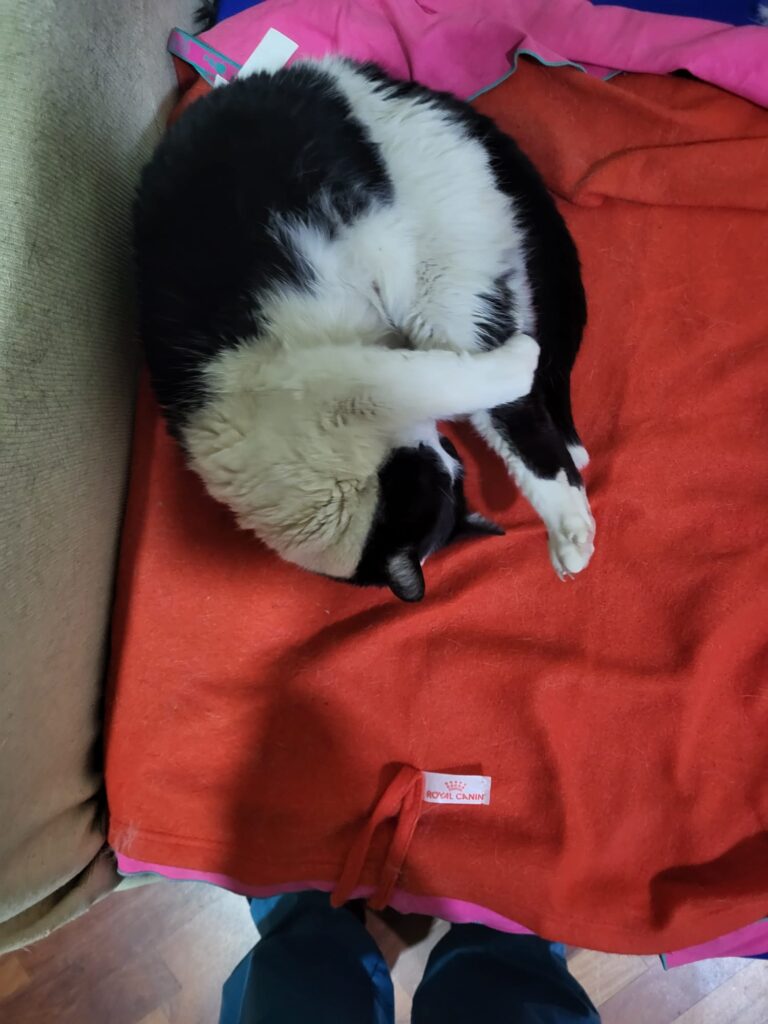 Una mascotte in corsia: la storia di Nerino del Centro Veterinario Maccauro di Benevento