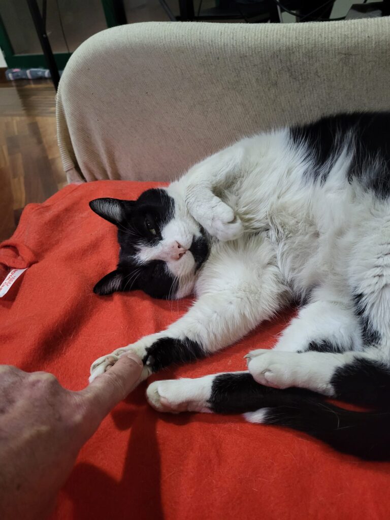 Nerino, la mascotte del Centro Veterinario Maccauro di Benevento
