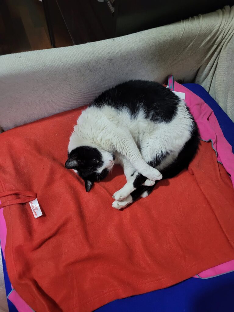Nerino del Centro Veterinario Maccauro di Benevento spaparanzato nel suo giaciglio