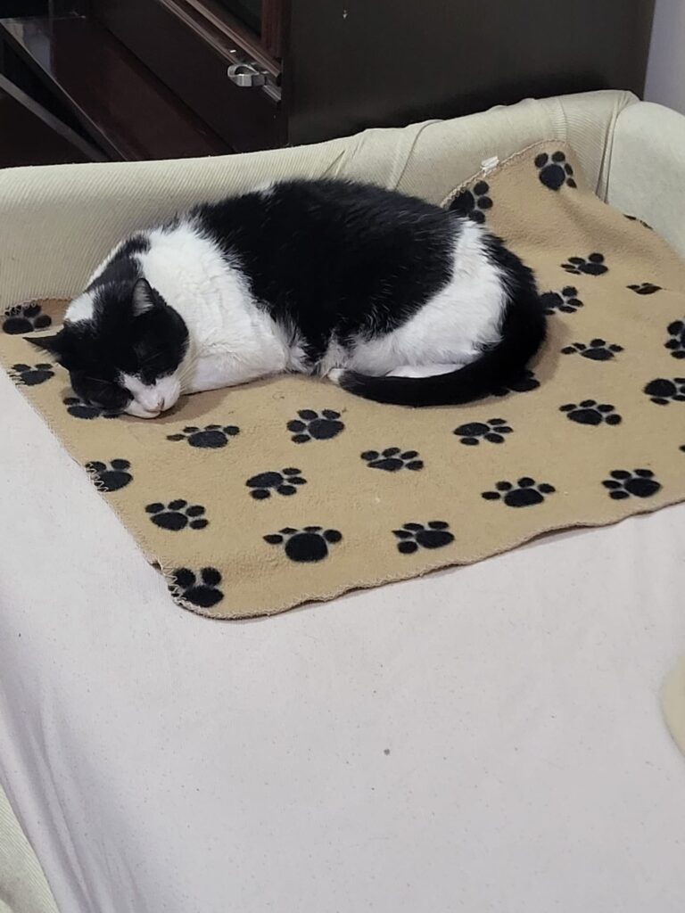 La Mascotte Nerino nella sua cuccia alla struttura veterinaria Maccauro di Benevento