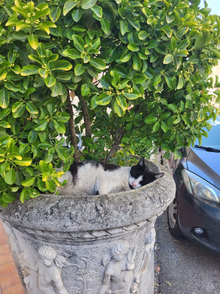 Il giaciglio preferito di Nerino della Clinica Veterinaria Maccauro di Benevento