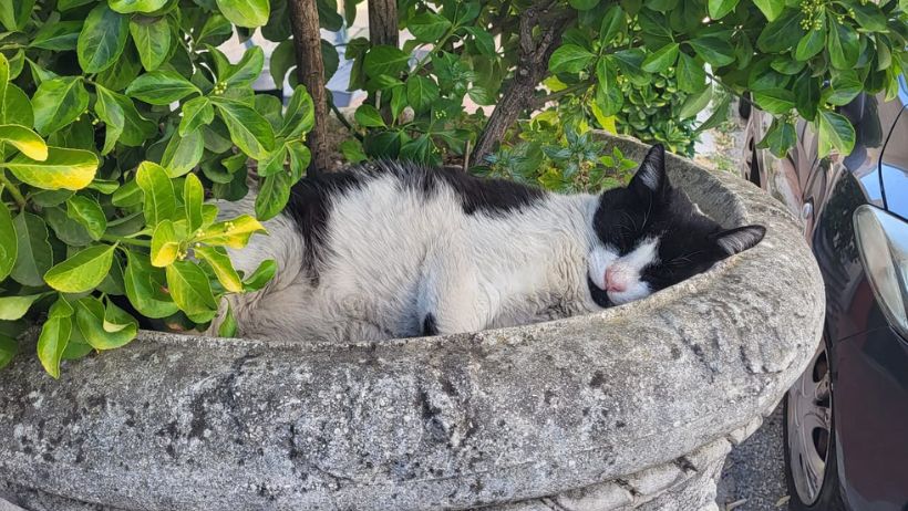 Una mascotte in corsia: la storia di Nerino del Centro Veterinario Maccauro di Benevento