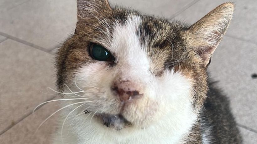 Una mascotte in corsia: la storia di Silvestro della Clinica Veterinaria Leonardo Da Vinci Una mascotte in corsia: la storia di Silvestro della Clinica Veterinaria Leonardo Da Vinci