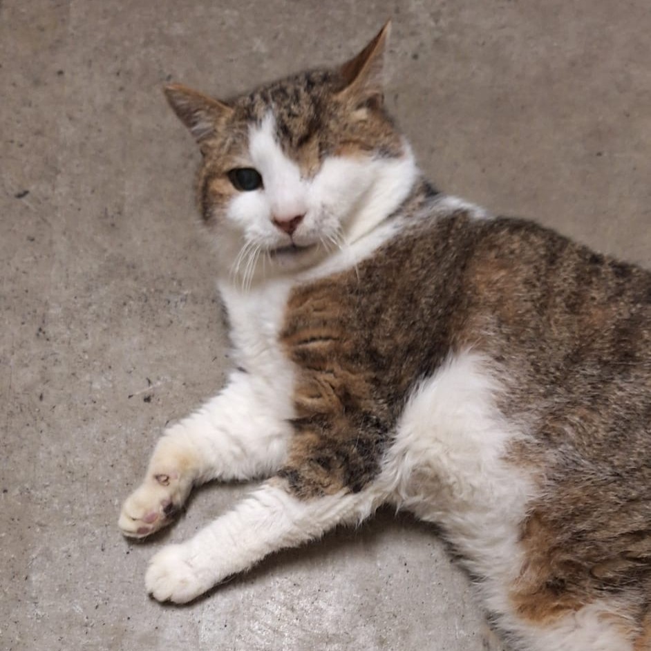Una mascotte in corsia Clinica Veterinaria Leonardo Da Vinci
