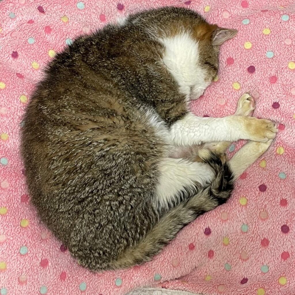 Silvestro della Clinica Veterinaria Leonardo Da Vinci