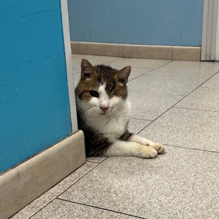 Una mascotte in corsia: la storia di Silvestro