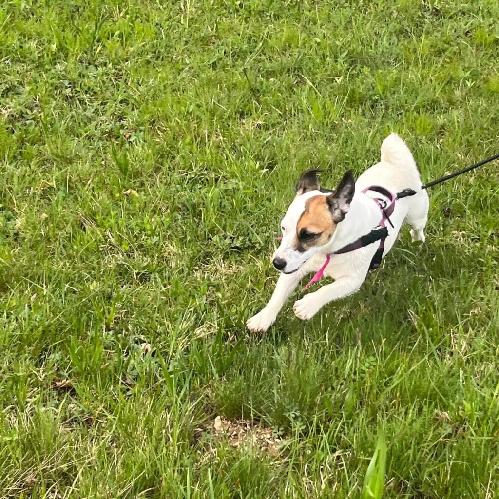 Una mascotte in corsia