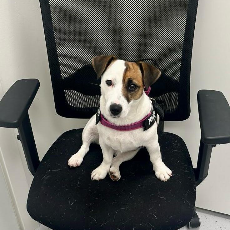 Una mascotte in corsia: la storia di Ally