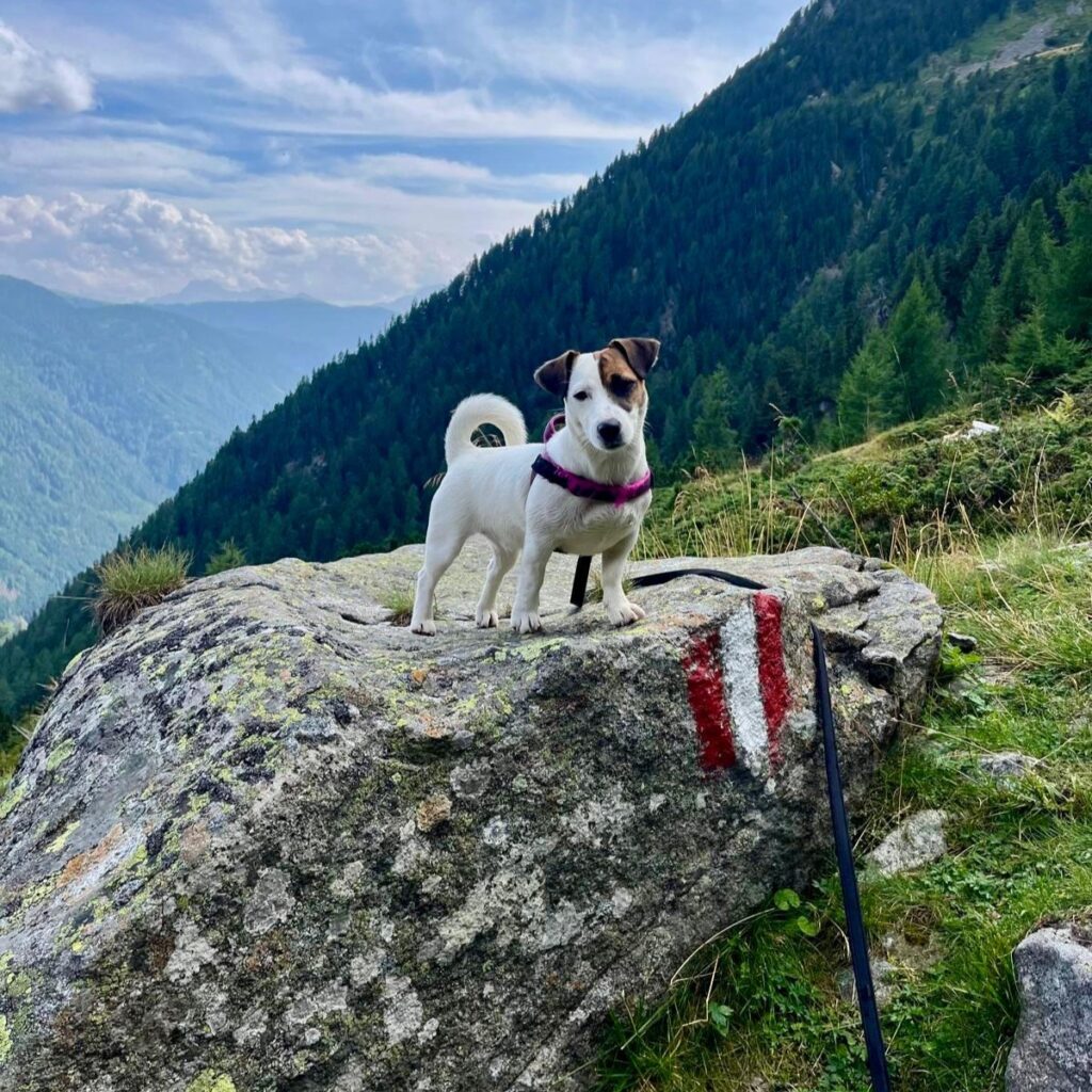 Una mascotte in corsia: la storia di Ally del Vetcenter Ospedale Veterinario 24H