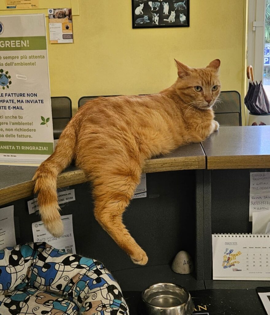 Oioi dell’Ospedale Veterinario Ardenza