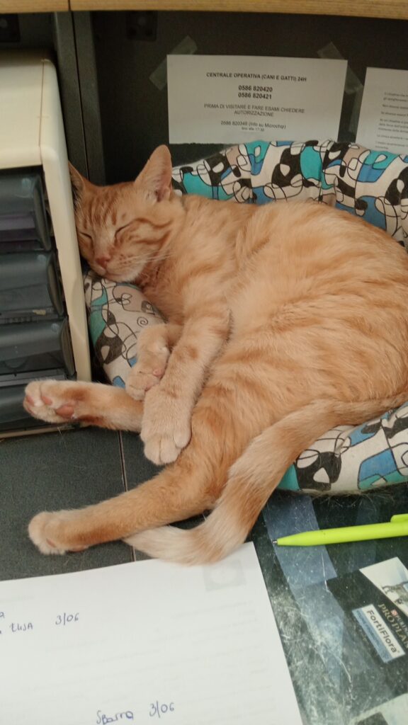 Una mascotte in corsia: la storia di Oioi