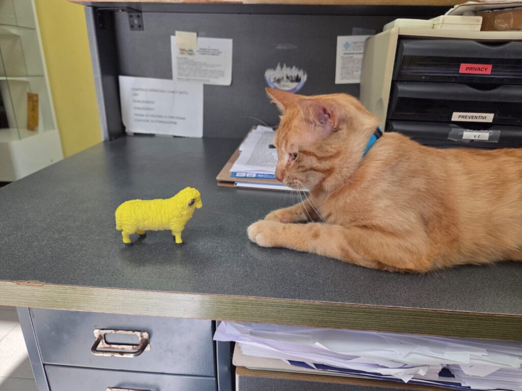 Oioi dell’Ospedale Ardenza