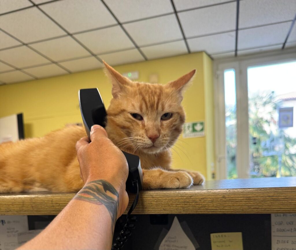 Una mascotte in corsia: la storia di Oioi dell’Ospedale Ardenza