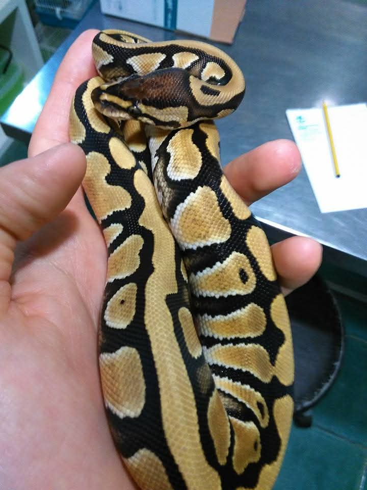 Delphine Clinica Veterinaria Haziel