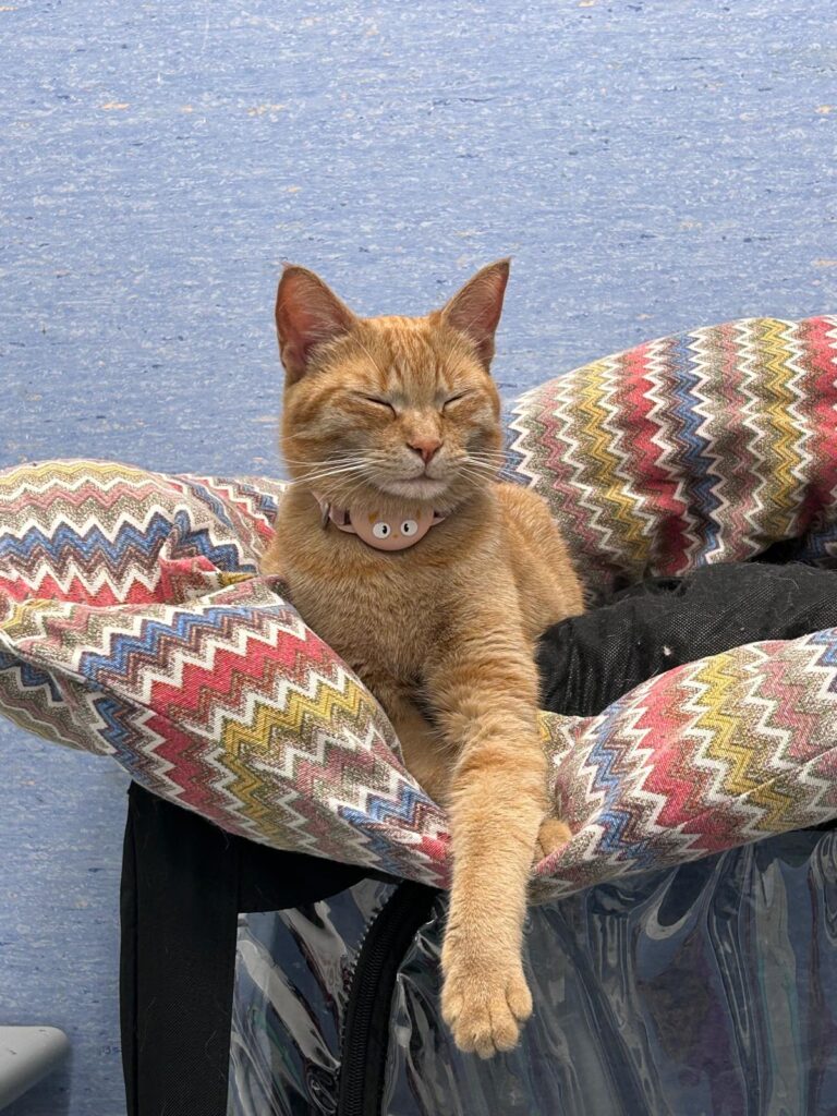 mascotte mici della Clinica Veterinaria Sant’Anna di Fabriano