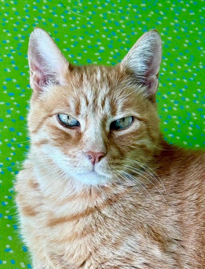 mascotte in corsia: la storia dei mici della Clinica Veterinaria Sant’Anna di Fabriano