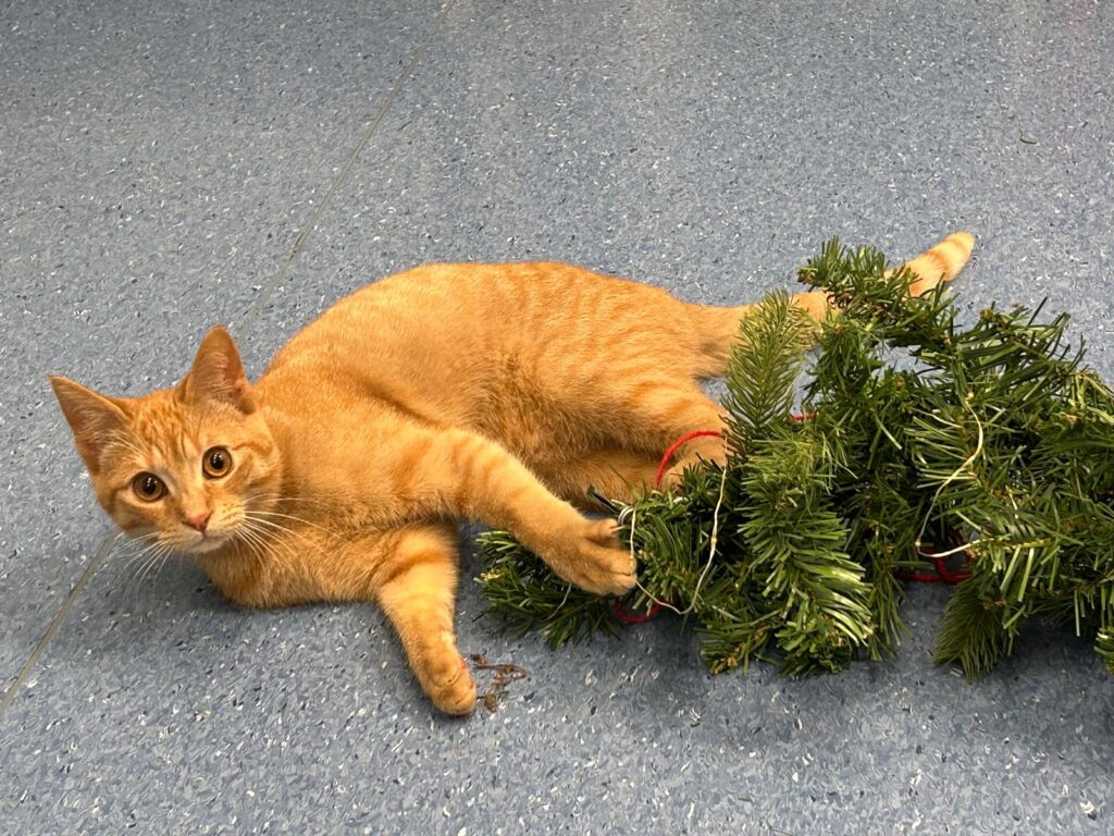 mascotte Clinica Veterinaria Sant’Anna di Fabriano