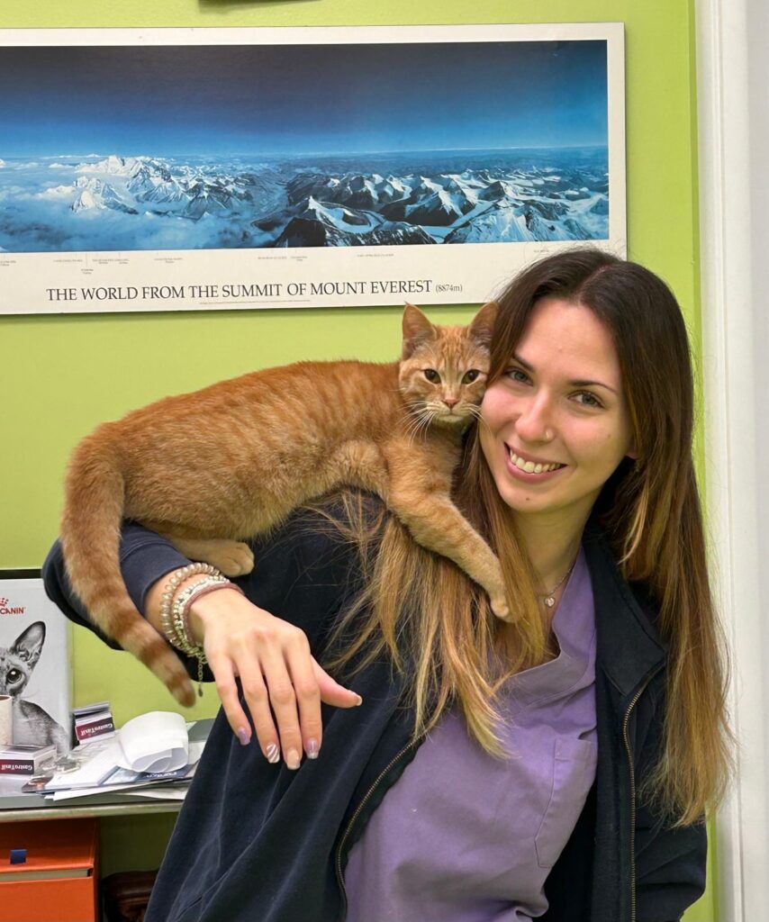 Tre mascotte in corsia: la storia dei mici della Clinica Veterinaria Sant’Anna di Fabriano