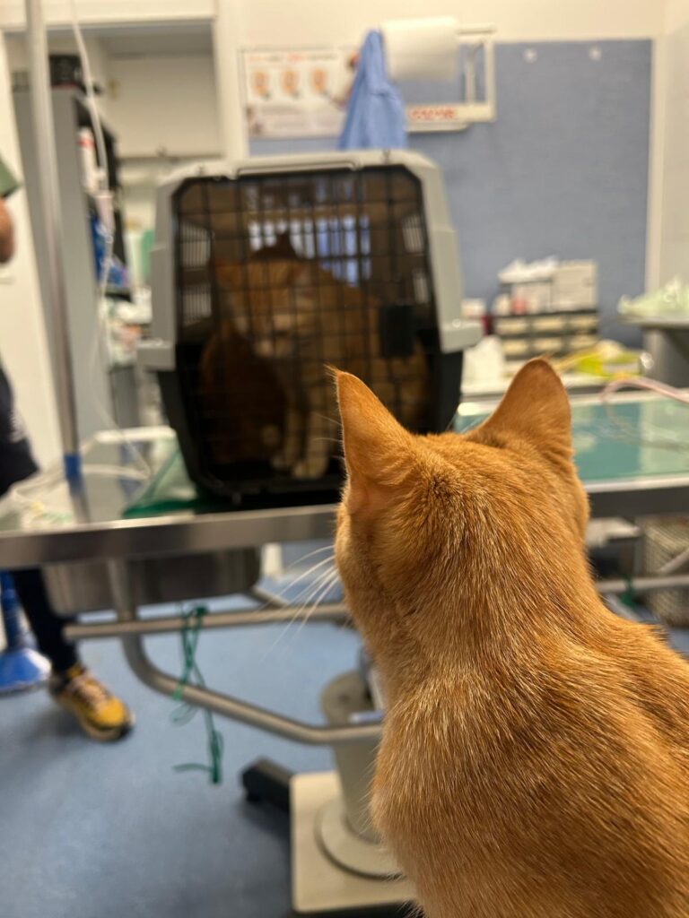 La storia dei mici della Clinica Sant’Anna di Fabriano