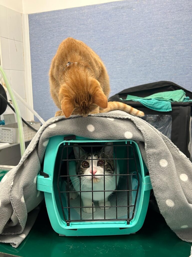 Clinica Veterinaria Sant’Anna di Fabriano